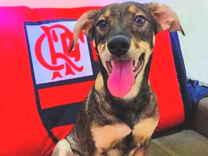 Cachorro ra a Vira lata  idade 2 a 6 meses nome Estrela