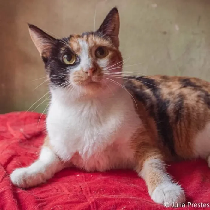 Gato ra a SRD idade 2 anos nome Camomila