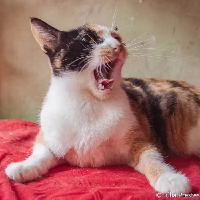 Gato ra a SRD idade 2 anos nome Camomila