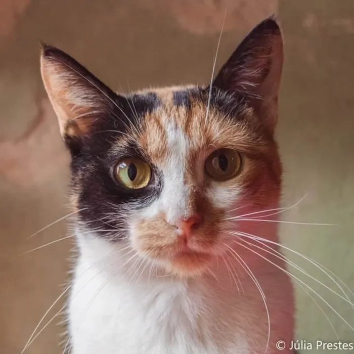 Gato ra a SRD idade 2 anos nome Camomila