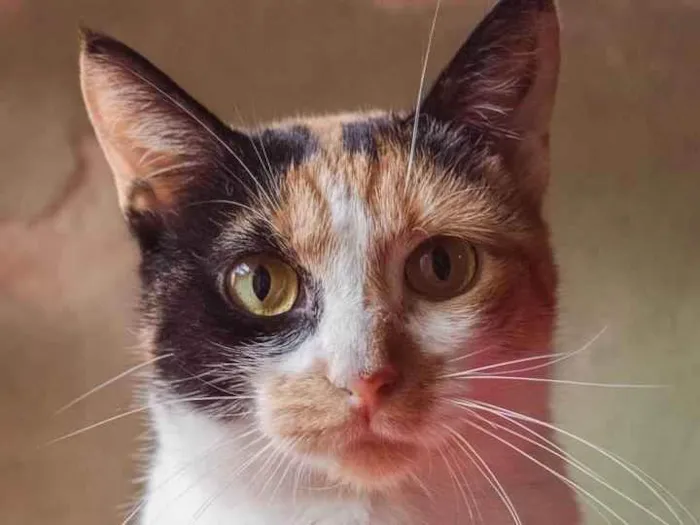 Gato ra a SRD idade 2 anos nome Camomila