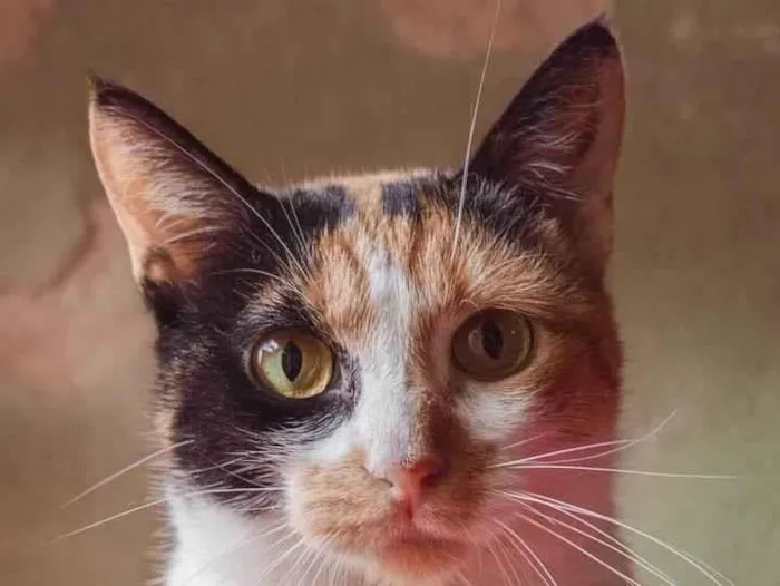 Gato ra a SRD idade 2 anos nome Camomila
