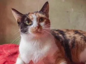 Gato raça SRD idade 2 anos nome Camomila
