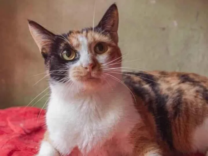 Gato ra a SRD idade 2 anos nome Camomila