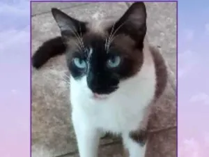 Gato raça Srd idade 1 ano nome Flora