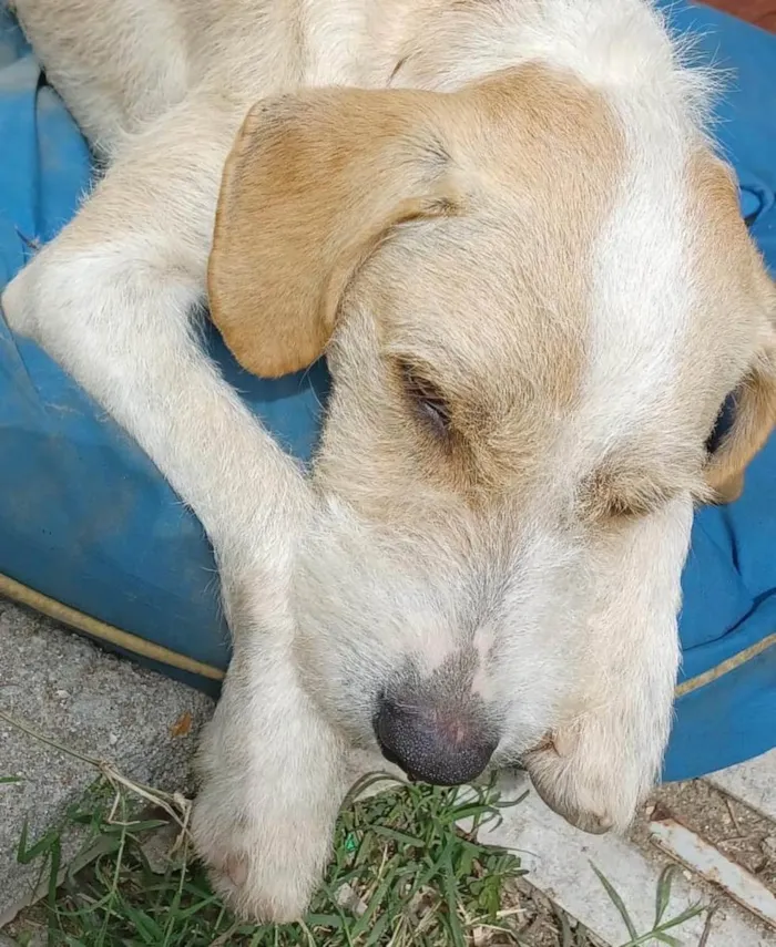 Cachorro ra a  idade 3 anos nome Estopinha 