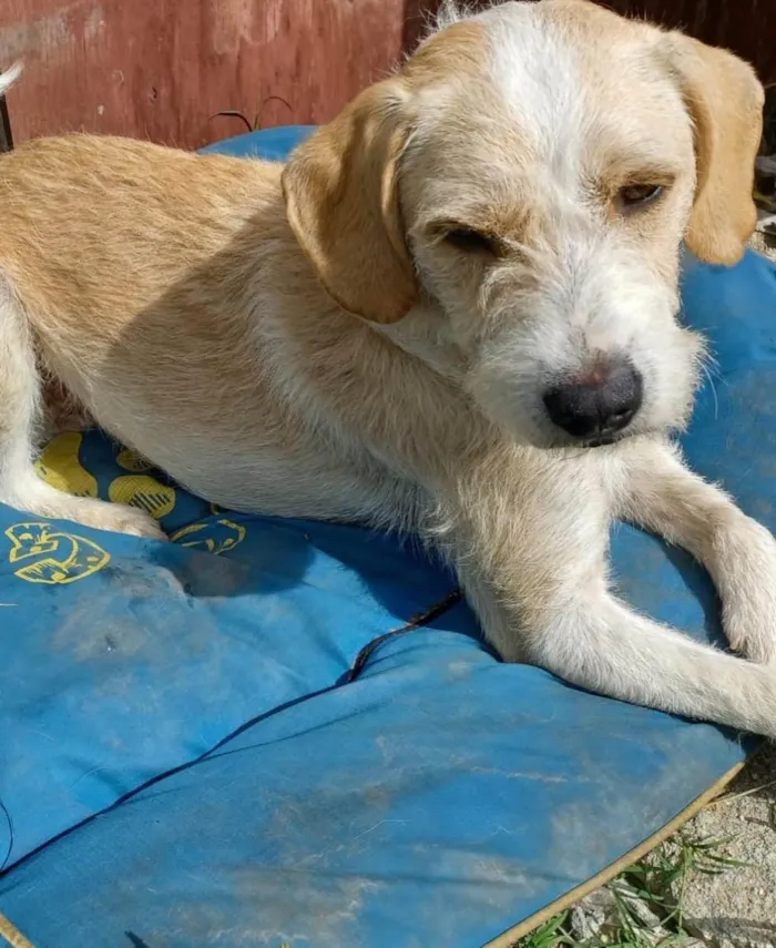 Cachorro ra a  idade 3 anos nome Estopinha 