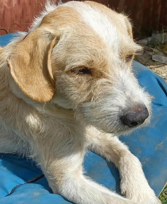 Cachorro ra a  idade 3 anos nome Estopinha 