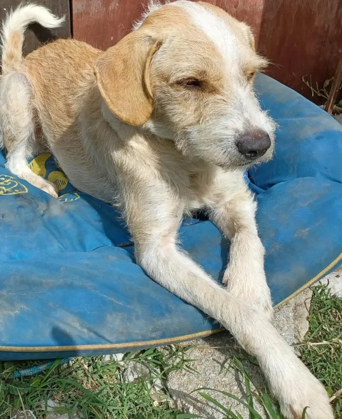 Cachorro ra a  idade 3 anos nome Estopinha 