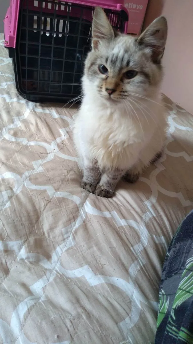Gato raça SRD idade 2 a 6 meses nome Linda
