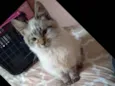Linda