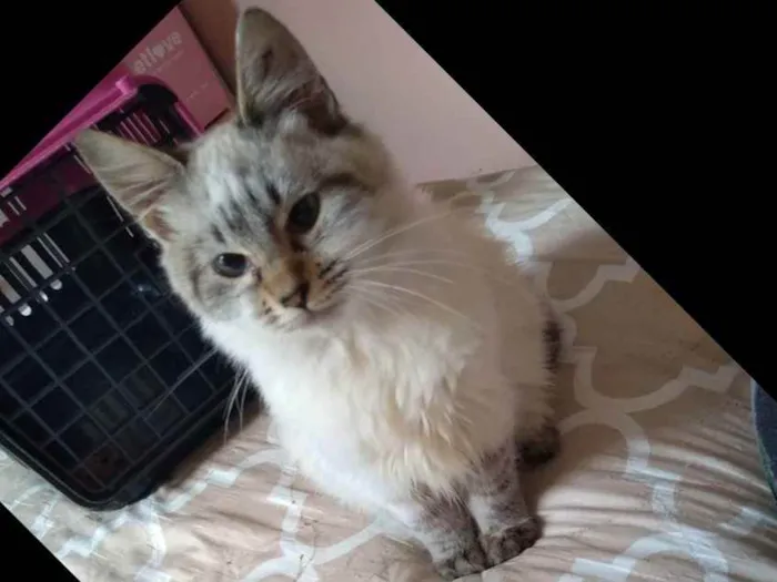 Gato raça SRD idade 2 a 6 meses nome Linda