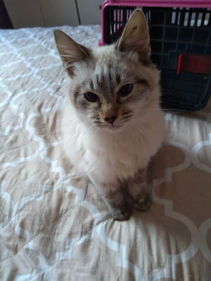 Gato raça SRD idade 2 a 6 meses nome Linda