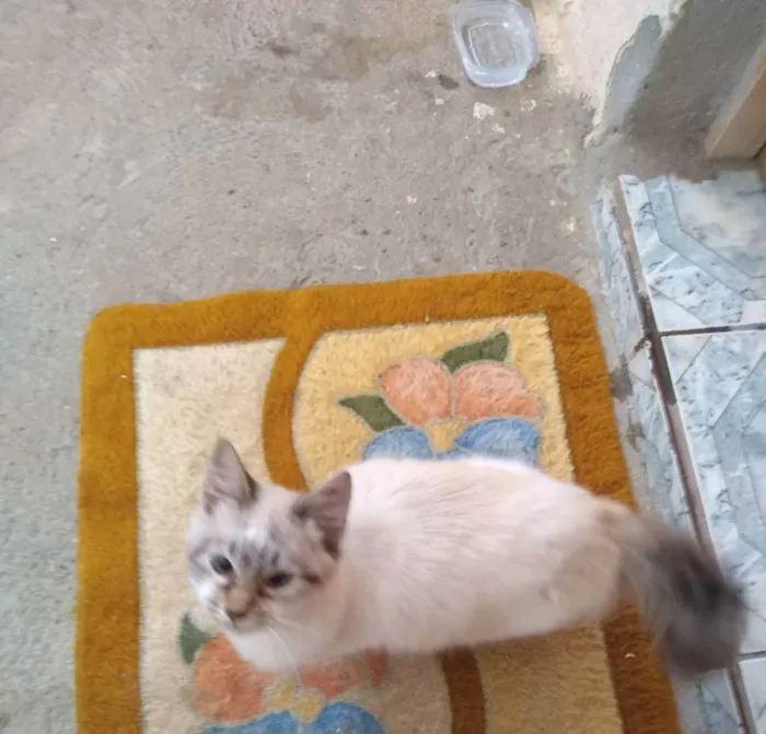 Gato raça SRD idade 2 a 6 meses nome Linda