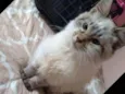 Linda