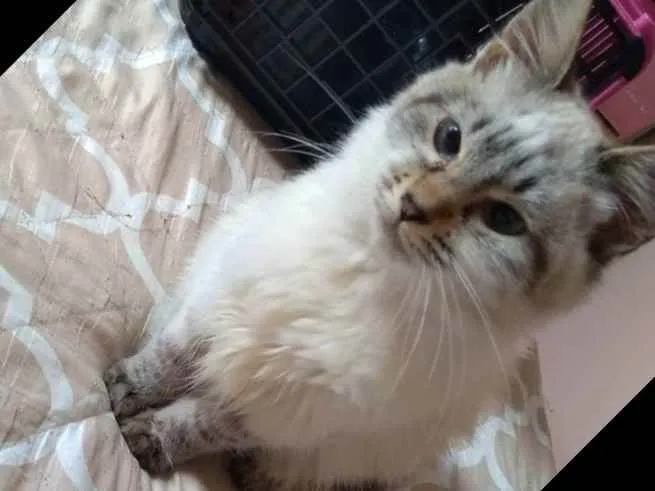 Gato raça SRD idade 2 a 6 meses nome Linda
