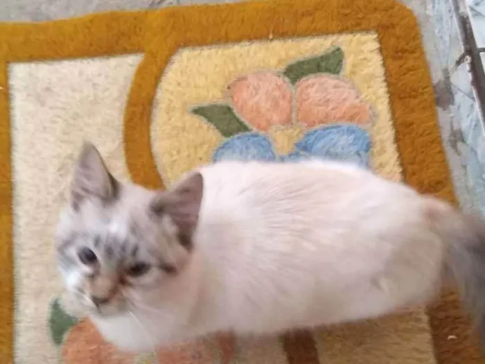 Gato raça SRD idade 2 a 6 meses nome Linda