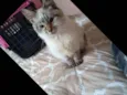 Linda