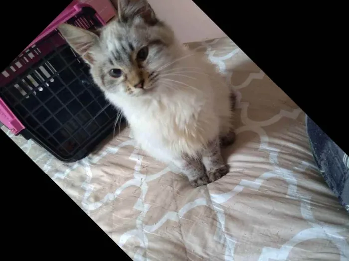 Gato raça SRD idade 2 a 6 meses nome Linda