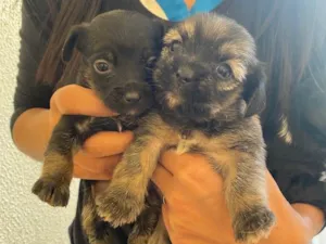 Cachorro raça Mãe shitszu e pai pequeno vl  idade Abaixo de 2 meses nome Ainda não tem nome