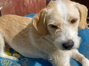 Cachorro raça  idade 3 anos nome Estopinha 