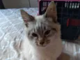 Linda