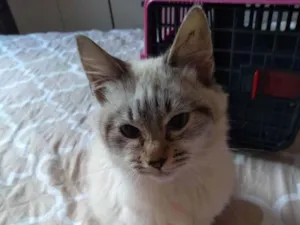 Gato raça SRD idade 2 a 6 meses nome Linda