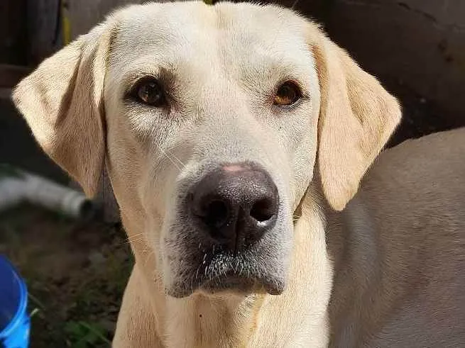 Cachorro ra a Labrador mestiço idade 2 anos nome Duque
