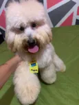 zoé