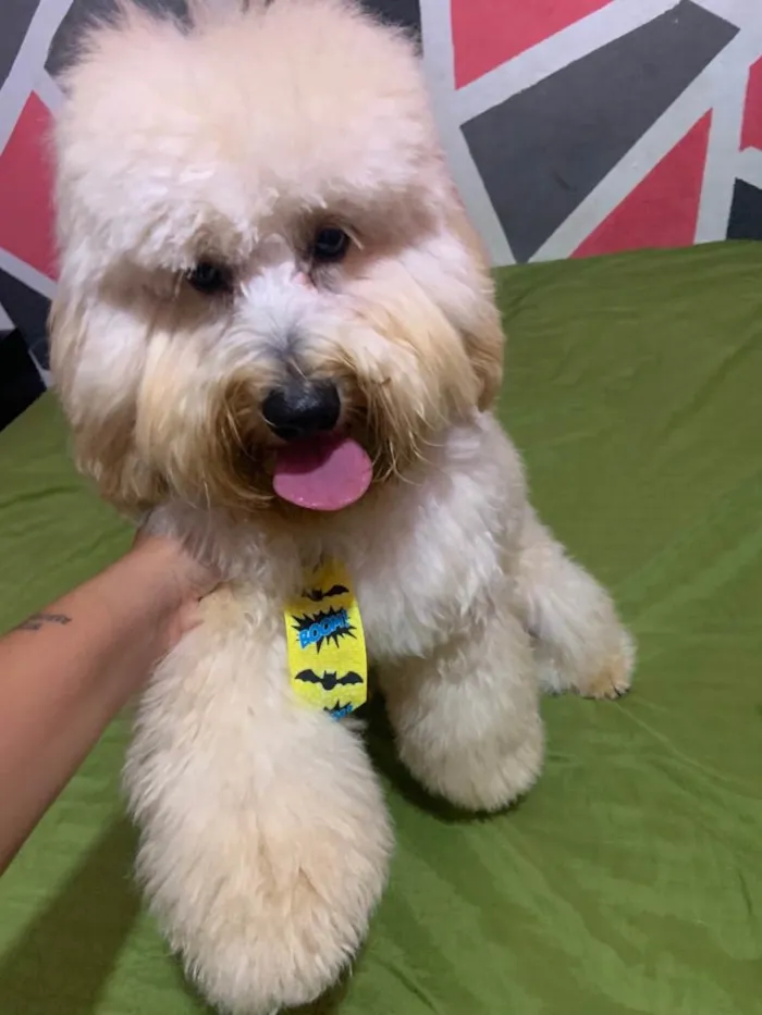 Cachorro raça poodle idade 7 a 11 meses nome zoé