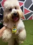 zoé