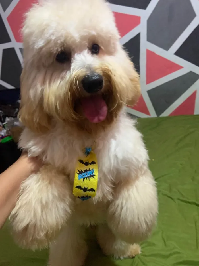 Cachorro raça poodle idade 7 a 11 meses nome zoé