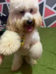 zoé