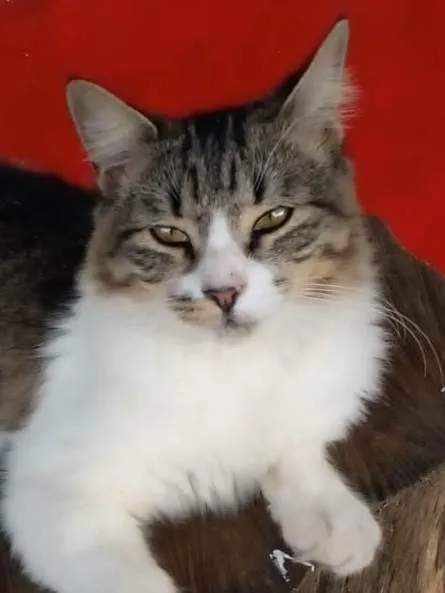 Gato ra a srd tigradinha idade 7 a 11 meses nome ** BENEDITA **