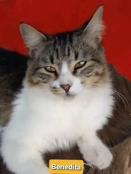 Gato ra a srd tigradinha idade 7 a 11 meses nome ** BENEDITA **