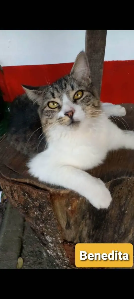 Gato ra a srd tigradinha idade 7 a 11 meses nome ** BENEDITA **