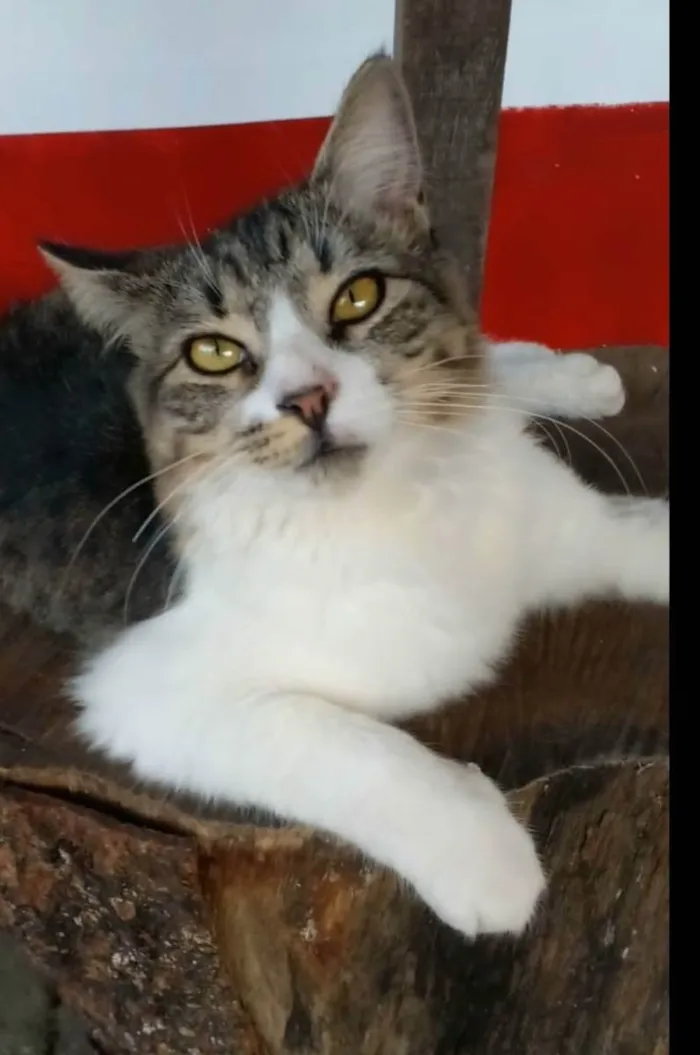 Gato ra a srd tigradinha idade 7 a 11 meses nome ** BENEDITA **