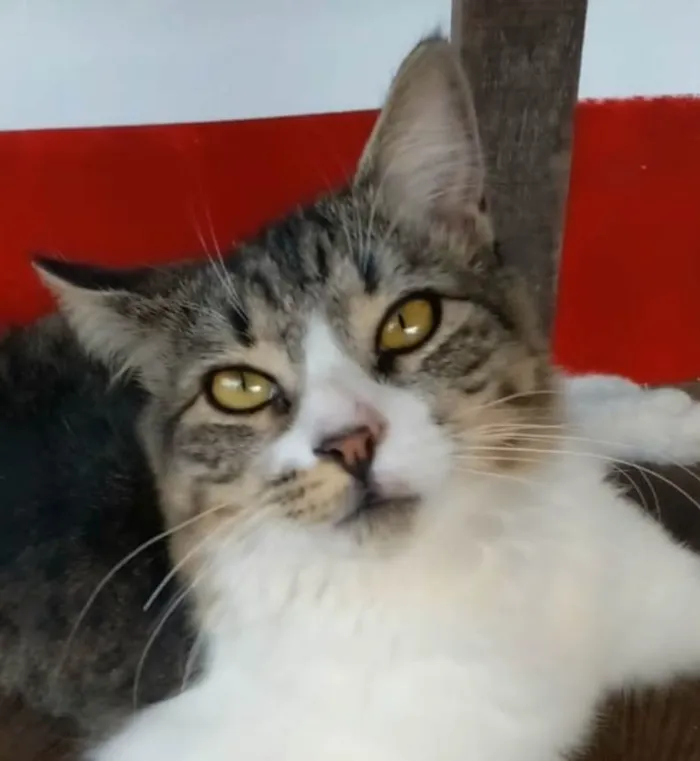 Gato ra a srd tigradinha idade 7 a 11 meses nome ** BENEDITA **