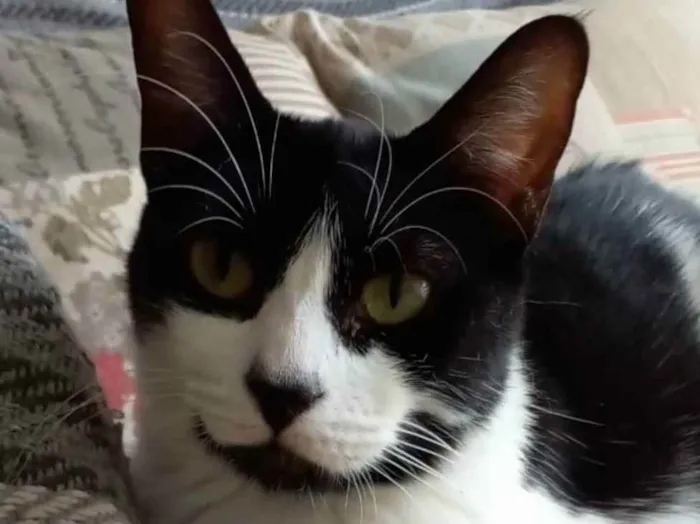 Gato ra a srd frajolinha  idade 7 a 11 meses nome # FILÓ #
