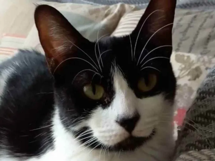 Gato ra a srd frajolinha  idade 7 a 11 meses nome # FILÓ #