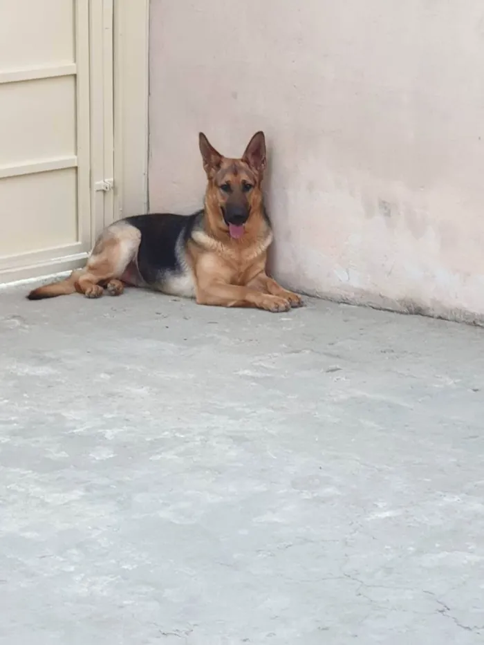 Cachorro ra a Pastor alemao idade 1 ano nome Pandora