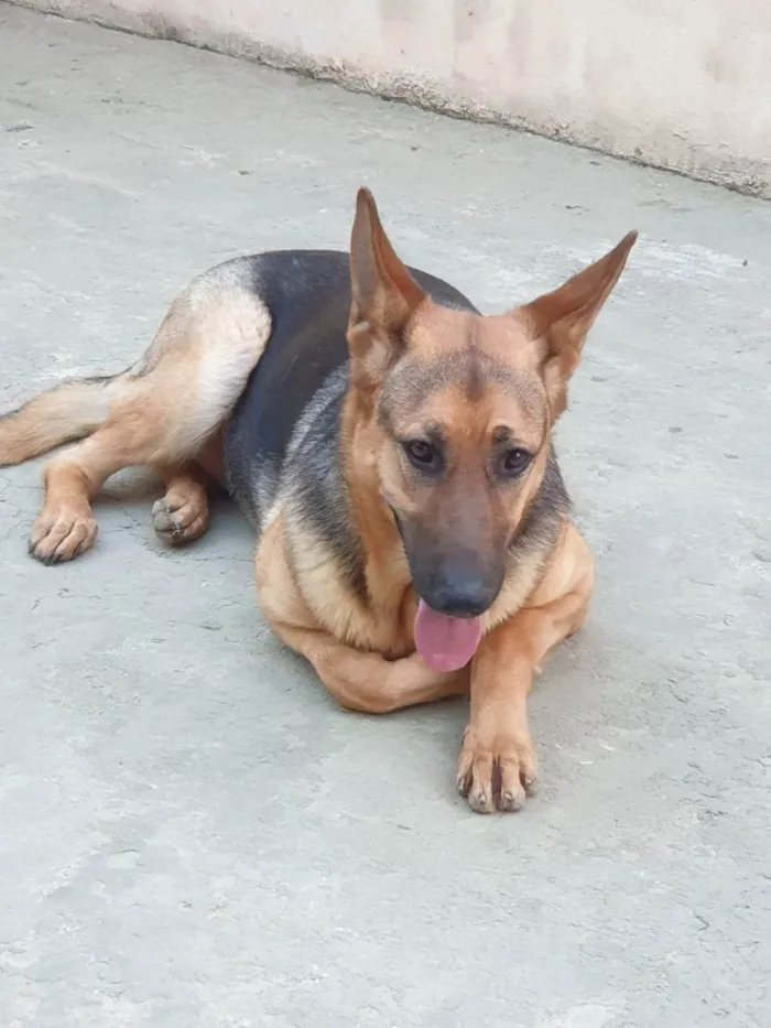 Cachorro ra a Pastor alemao idade 1 ano nome Pandora