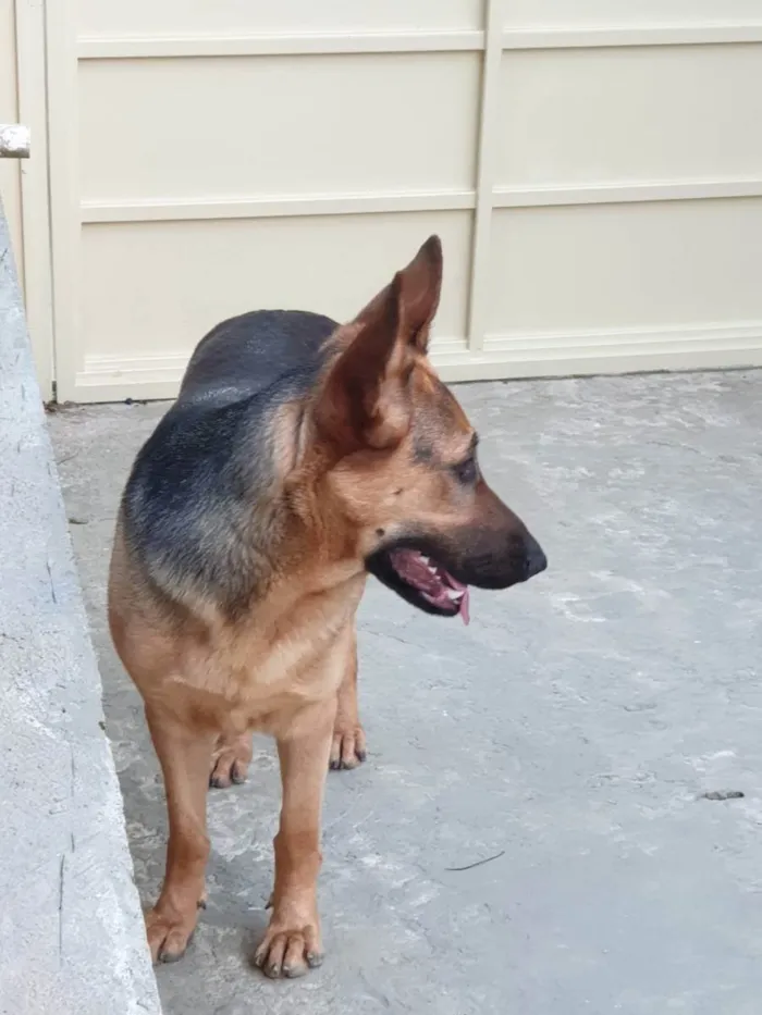 Cachorro ra a Pastor alemao idade 1 ano nome Pandora