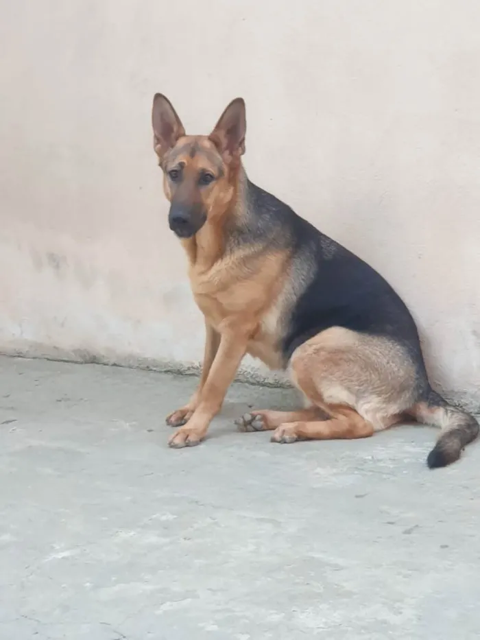 Cachorro ra a Pastor alemao idade 1 ano nome Pandora