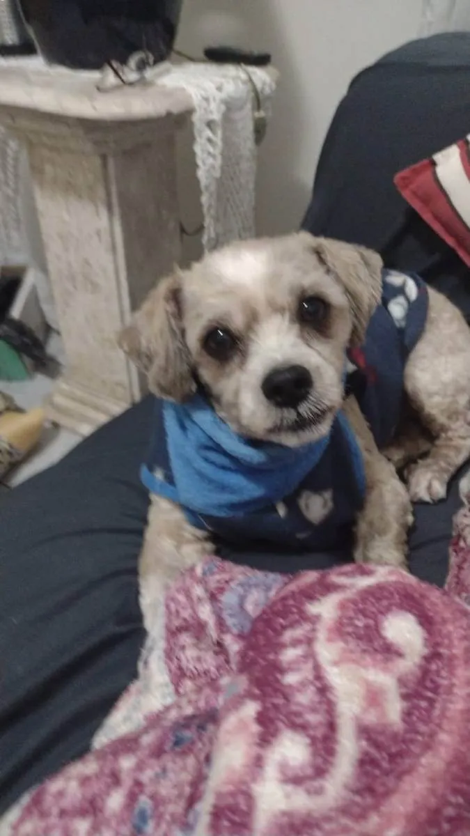 Cachorro ra a Shitzu idade 1 ano nome CHARLES