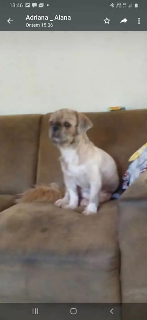 Cachorro ra a Shitzu idade 1 ano nome CHARLES