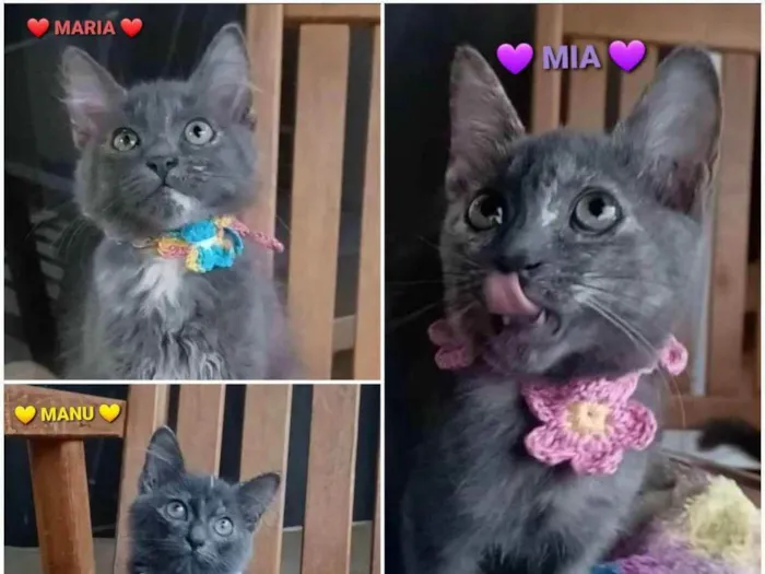 Gato ra a srd bicolor idade 2 a 6 meses nome MARIA, MIA e MANU 