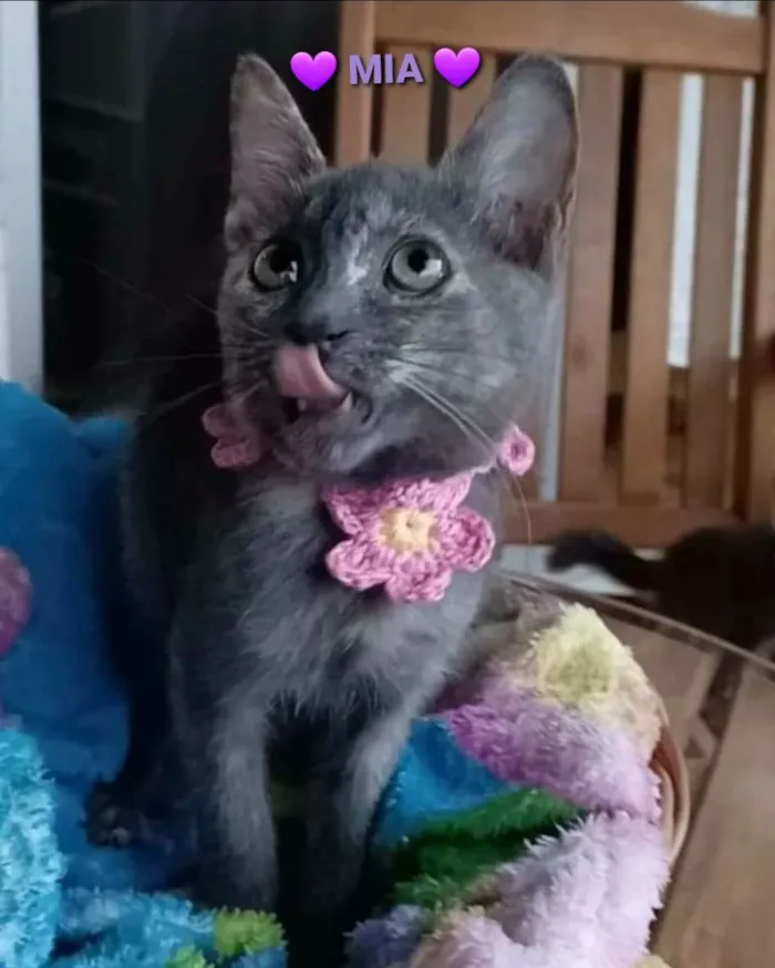 Gato ra a srd bicolor idade 2 a 6 meses nome MARIA, MIA e MANU 