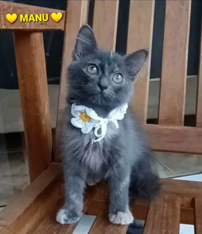 Gato ra a srd bicolor idade 2 a 6 meses nome MARIA, MIA e MANU 