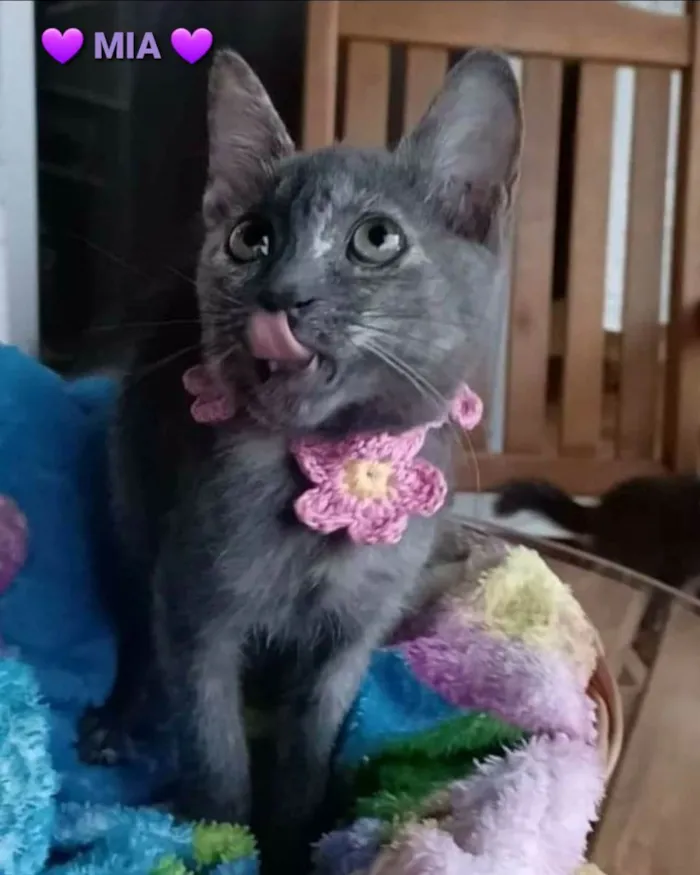 Gato ra a srd bicolor idade 2 a 6 meses nome MARIA, MIA e MANU 